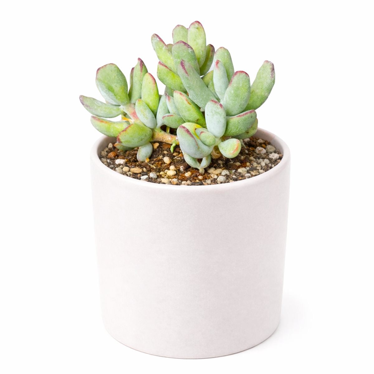 2 inch Cotyledon orbiculata 'Oophylla' live plant for sale, hardy drought resistant succulent, colorful pastel succulent foliage, elegant succulent for modern decor, fleshy leaf ornamental succulent, succulent gift for plant lovers