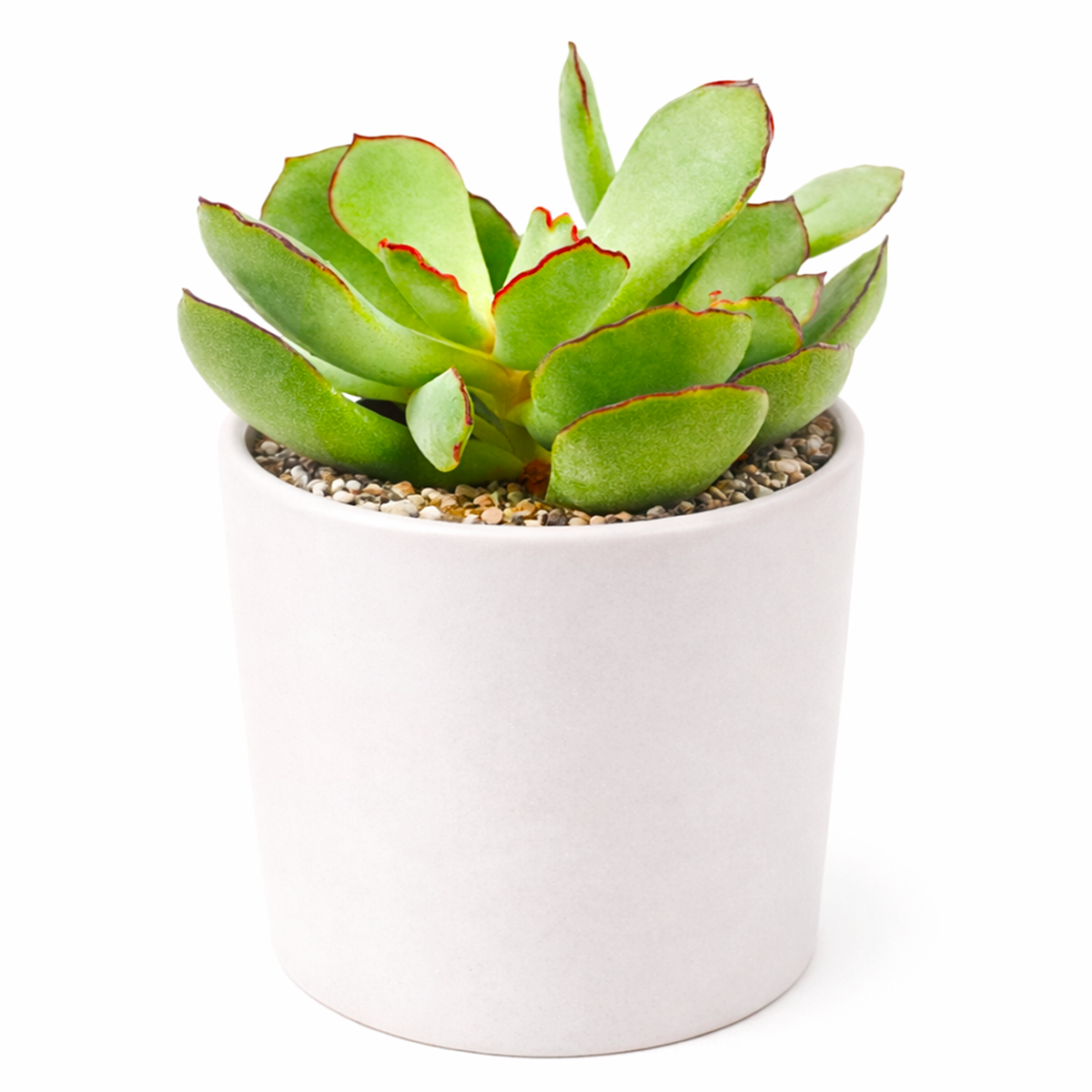 potted succulent transparent background Cotyledon Papillaris Choco Line
