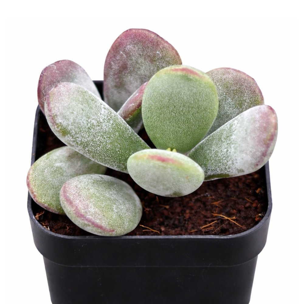 2 inch Cotyledon higginsae, green succulents, indoor outdoor succulents, succulent care guide, buy succulents online