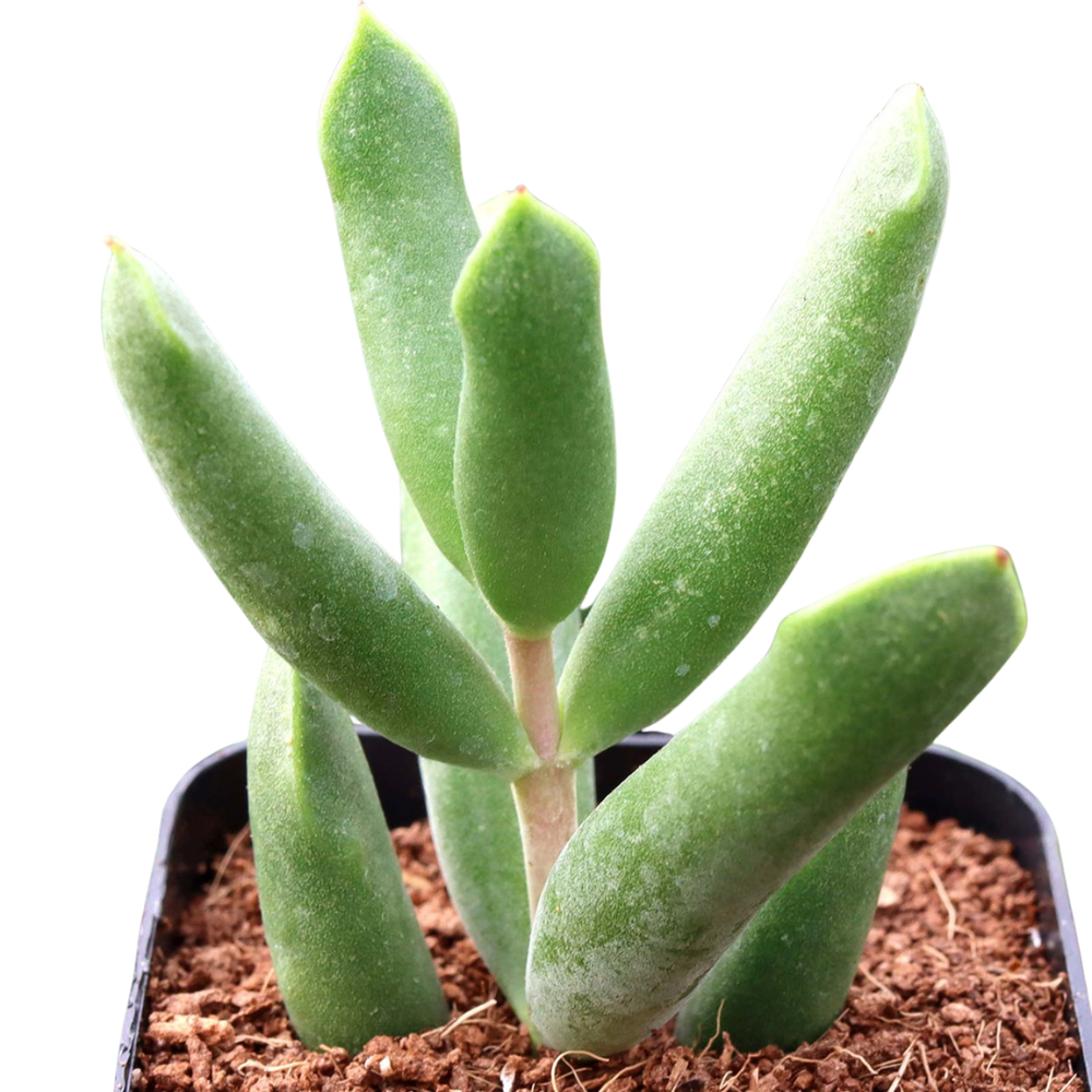 2 inch Cotyledon orbiculata 'Surprise' green succulents, indoor outdoor succulents, succulent care guide, buy succulents online