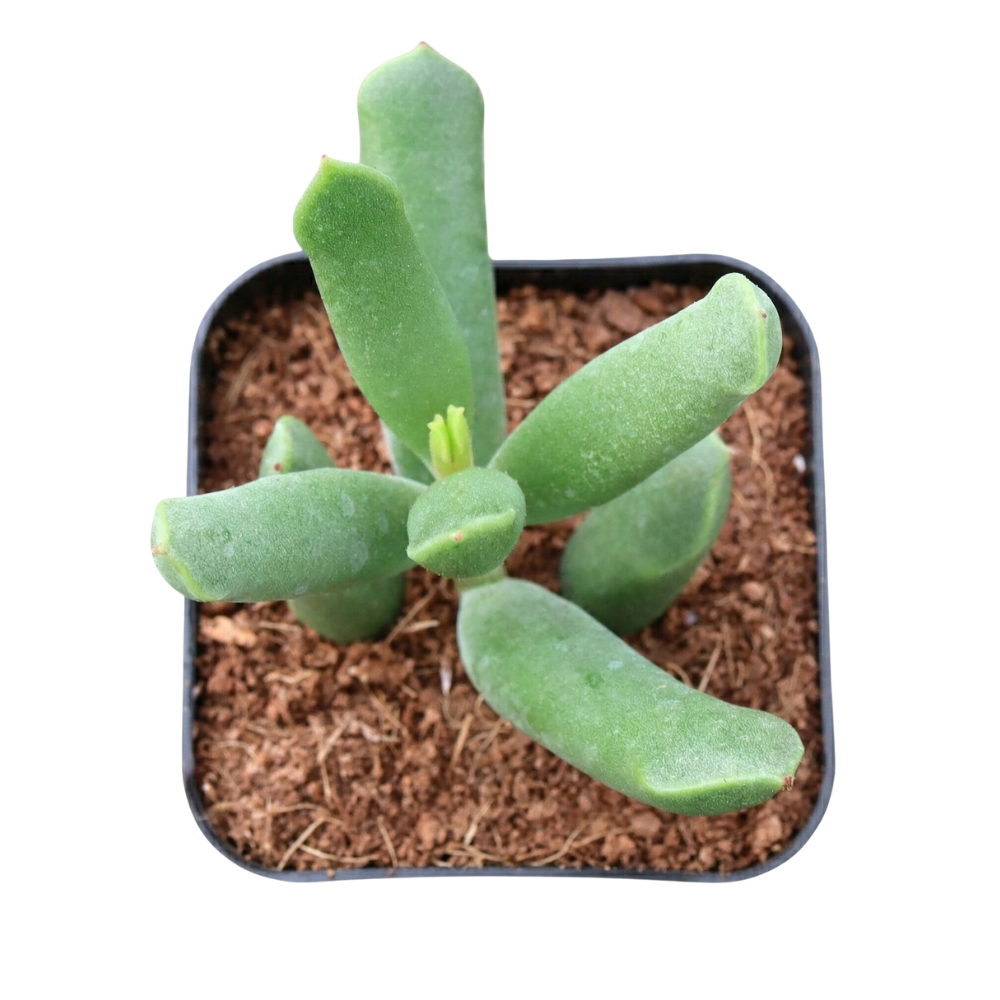 Cotyledon orbiculata 'Surprise' green succulents, indoor outdoor succulents, succulent care guide, buy succulents online