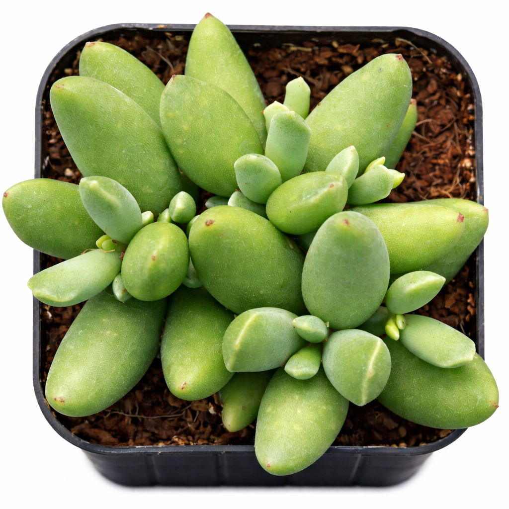 Cotyledon orbiculata 'Tiny Wonder' for sale, how to grow succulents, succulent plant, succulent care tips, succulent subscription, succulents garden, Succulents, Succulents shop near me, Rare succulents