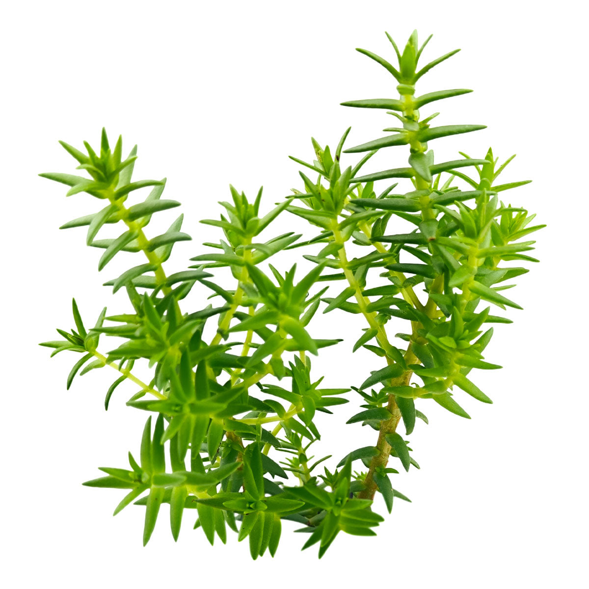 2 inch Crassula dependens - Slab Stonecrop, green succulents, indoor outdoor succulents, succulent care guide, buy succulents online