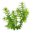 2 inch Crassula dependens - Slab Stonecrop, green succulents, indoor outdoor succulents, succulent care guide, buy succulents online