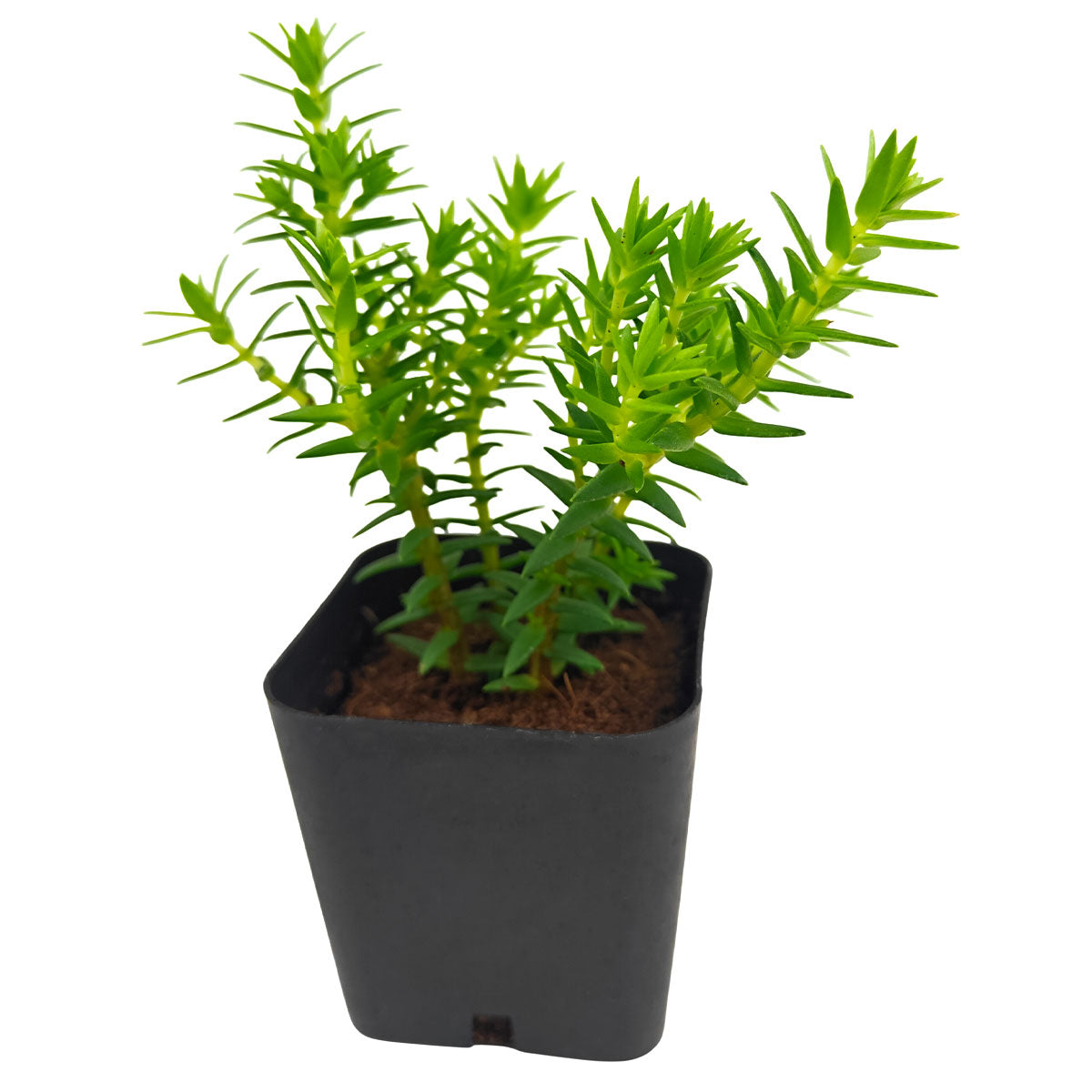 2 inch Crassula dependens - Slab Stonecrop, green succulents, indoor outdoor succulents, succulent care guide, buy succulents online