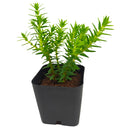 2 inch Crassula dependens - Slab Stonecrop, green succulents, indoor outdoor succulents, succulent care guide, buy succulents online
