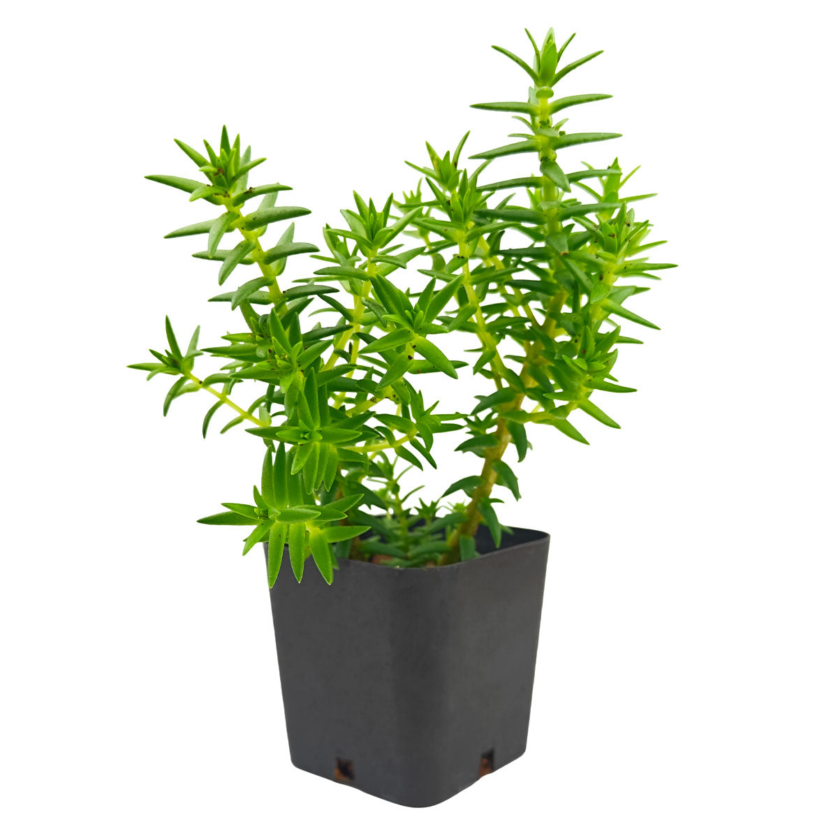 2 inch Crassula dependens - Slab Stonecrop, green succulents, indoor outdoor succulents, succulent care guide, buy succulents online