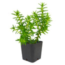2 inch Crassula dependens - Slab Stonecrop, green succulents, indoor outdoor succulents, succulent care guide, buy succulents online
