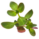 2 inch Crassula 'Multicava Fairy', green succulents, indoor succulents, succulent care guide, buy succulents online