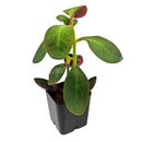 2 inch Crassula 'Multicava Fairy', green succulents, indoor succulents, succulent care guide, buy succulents online