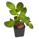 2 inch Crassula 'Multicava Fairy', green succulents, indoor succulents, succulent care guide, buy succulents online