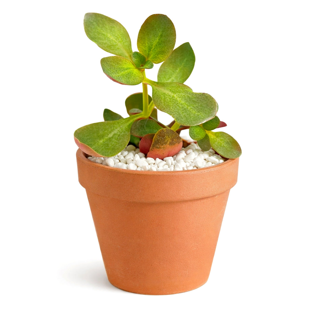 succulents shade tolerant Crassula multicava 'Fairy Crassula' | Easy-Care Shade Tolerant Succulent