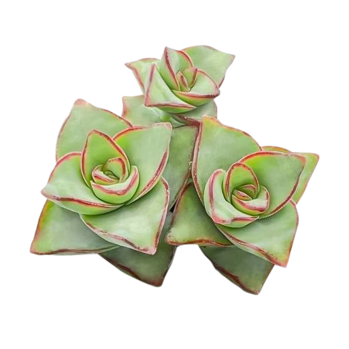 marble buttons succulent String of Buttons Crassula perforata