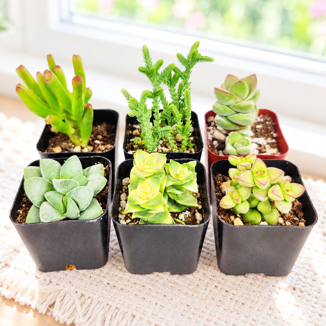 Buy Crassula Succulent Pack online. A beautiful assortment of live Crassula succulents with unique shapes and textures, perfect for collections, gifts, and easy-care plant displays.