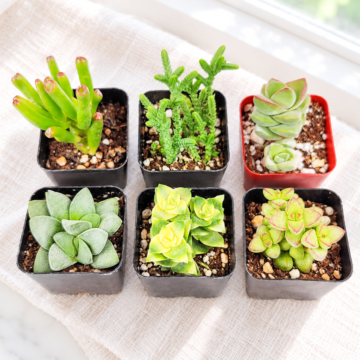Crassula Succulent Pack for sale. A beautiful assortment of live Crassula succulents with unique leaf shapes and colors, perfect for plant collections, gifts, and easy-care indoor decor.