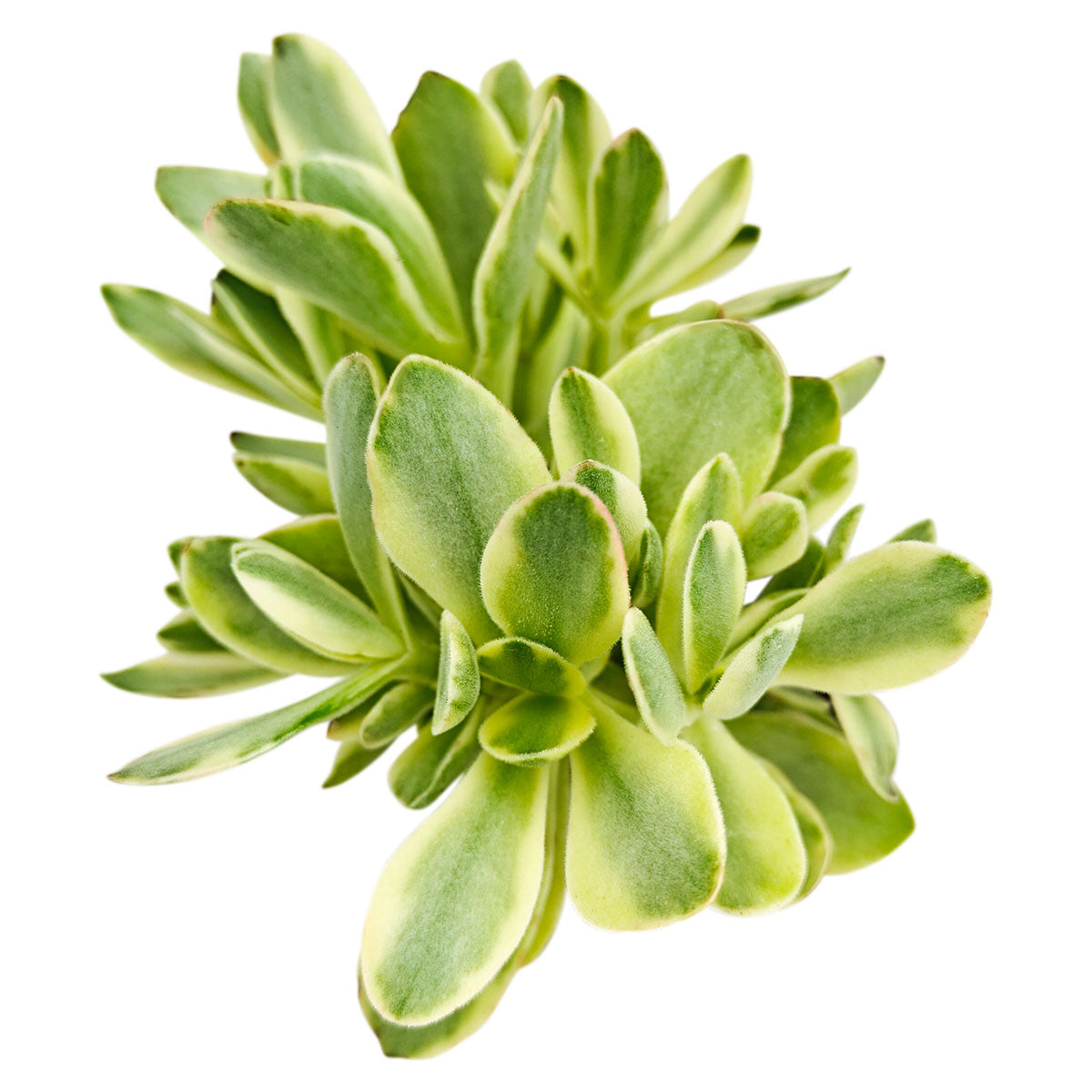 2 inch Crassula 'Variegated Money Maker', green succulents, indoor succulents, succulent care guide, buy succulents online
