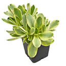 2 inch Crassula 'Variegated Money Maker', green succulents, indoor succulents, succulent care guide, buy succulents online