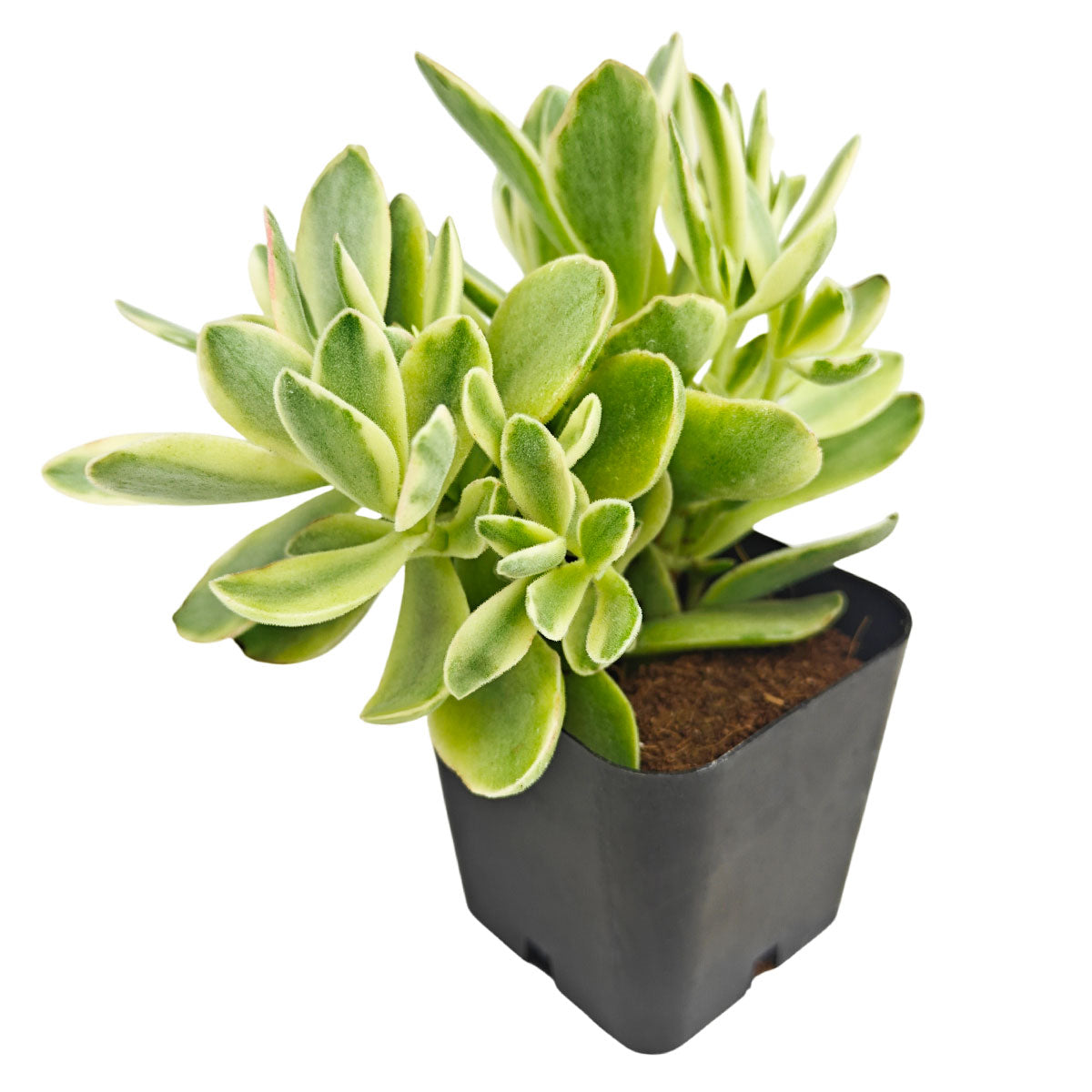 2 inch Crassula 'Variegated Money Maker', green succulents, indoor succulents, succulent care guide, buy succulents online
