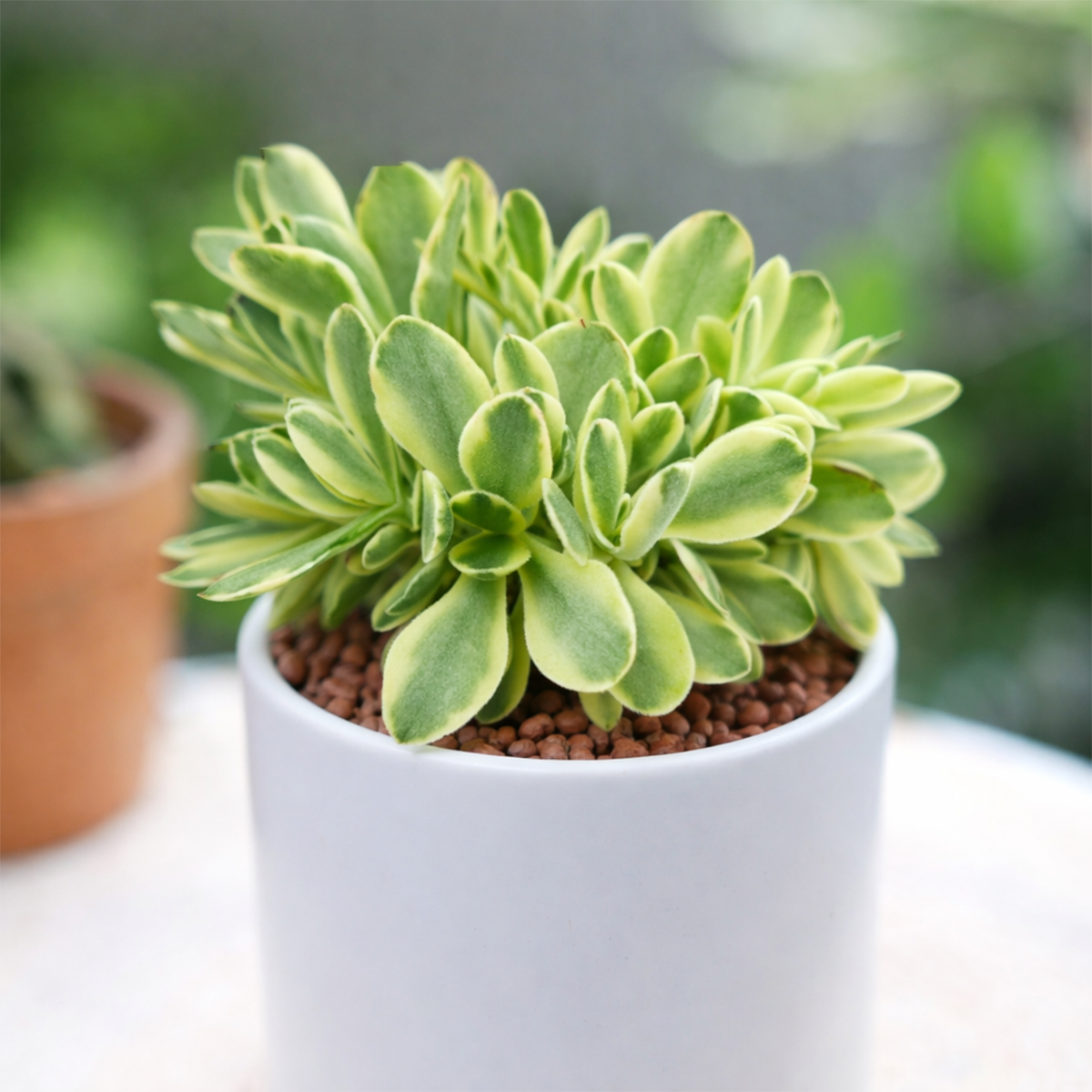 Potted Sedum kamtschaticum f. variegatum on a white background, green succulents, indoor succulents, succulent care guide, buy succulents online