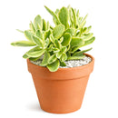 2 inch / 4 inch crassula variegated money maker live succulent plant for sale, crassula variegated money maker starter plant, decorative money maker plant for home office
