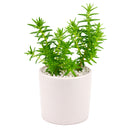 2 inch crassula dependens - slab stonecrop live succulent for sale, plastic pot, compact low mat-forming habit with soft gray-green fleshy foliage, delicate white to cream tubular flowers in summer, easy care drought tolerant specimen, thrives in bright indirect light indoors or sheltered outdoor spots, charming bohemian decor plant and a truly rare succulent gift idea
