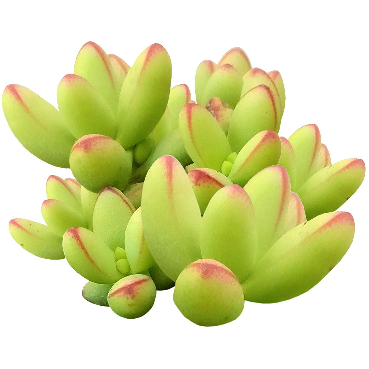 dedos succulent Random Crassula Succulent – Handpicked 2" Architectural Variety by Succulents Box
