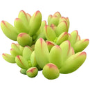 Buy an 8-pack of 2" live succulents online. A versatile collection of eight small succulent plants, ideal for events, party favors, gifts, and succulent projects.