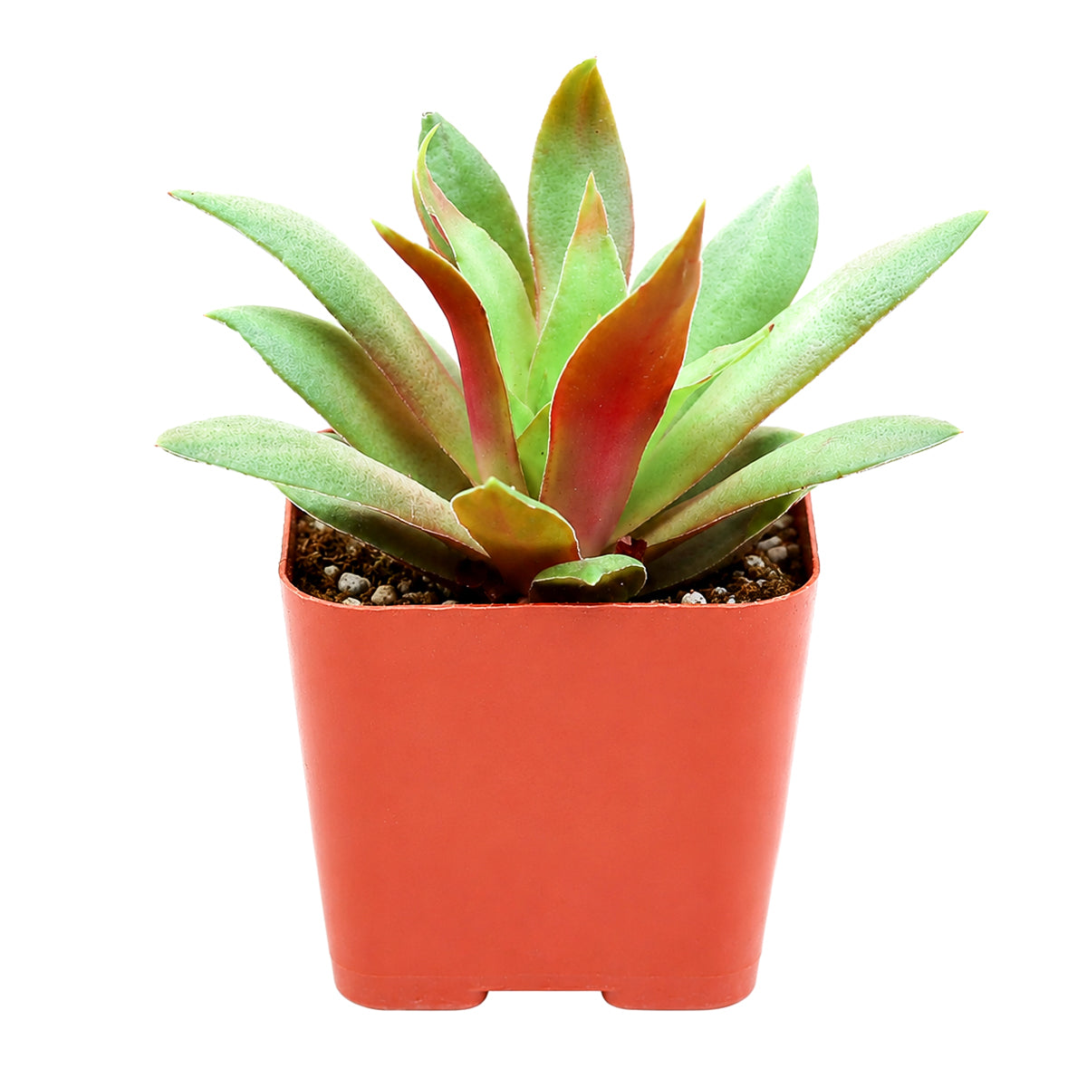 2 inch crassula orbicularis var. rosularis live succulent for sale, small rosette-forming clump with vivid green and purple bicolor foliage, fleshy flat leaves with fringed edges, easy care beginner-friendly succulent, native south african variety that stress-colors in bright light, charming addition to a terrarium or bohemian shelf display, ideal unique plant gift for succulent collectors
