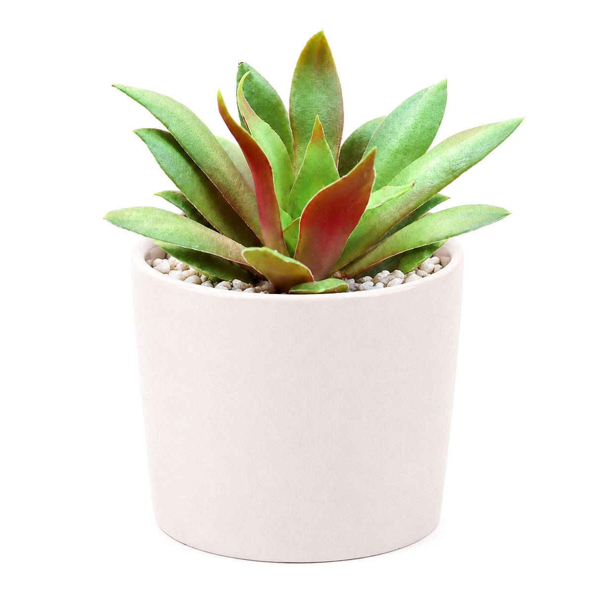 2 inch crassula orbicularis var. rosularis live succulent for sale, small rosette-forming clump with vivid green and purple bicolor foliage, fleshy flat leaves with fringed edges, easy care beginner-friendly succulent, native south african variety that stress-colors in bright light, charming addition to a terrarium or bohemian shelf display, ideal unique plant gift for succulent collectors