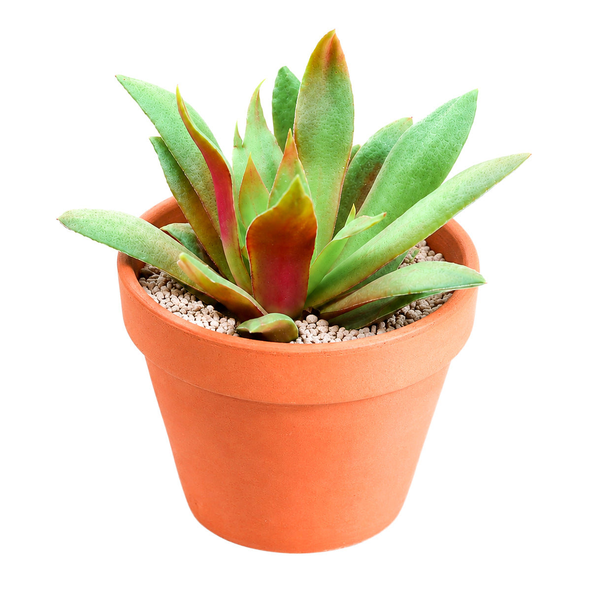 2 inch crassula orbicularis var. rosularis live succulent for sale, small rosette-forming clump with vivid green and purple bicolor foliage, fleshy flat leaves with fringed edges, easy care beginner-friendly succulent, native south african variety that stress-colors in bright light, charming addition to a terrarium or bohemian shelf display, ideal unique plant gift for succulent collectors