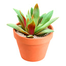 2 inch crassula orbicularis var. rosularis live succulent for sale, small rosette-forming clump with vivid green and purple bicolor foliage, fleshy flat leaves with fringed edges, easy care beginner-friendly succulent, native south african variety that stress-colors in bright light, charming addition to a terrarium or bohemian shelf display, ideal unique plant gift for succulent collectors