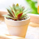 2 inch Crassula orbicularis var. rosularis, green succulents, indoor succulents, succulent care guide, buy succulents online