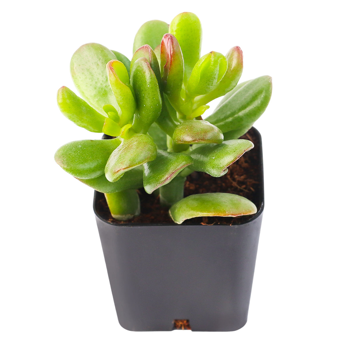2 inch crassula ovata 'gandalf' jade live succulent for sale, slow-growing hybrid jade with finger-like green tubes opening into spoon-shaped cups, rich burgundy leaf tips develop with full sun exposure, tree-like form builds character over years, easy care and highly drought tolerant, elegant statement piece for minimalist desks and boho plant shelfies, unique and meaningful gift for beginners or collectors