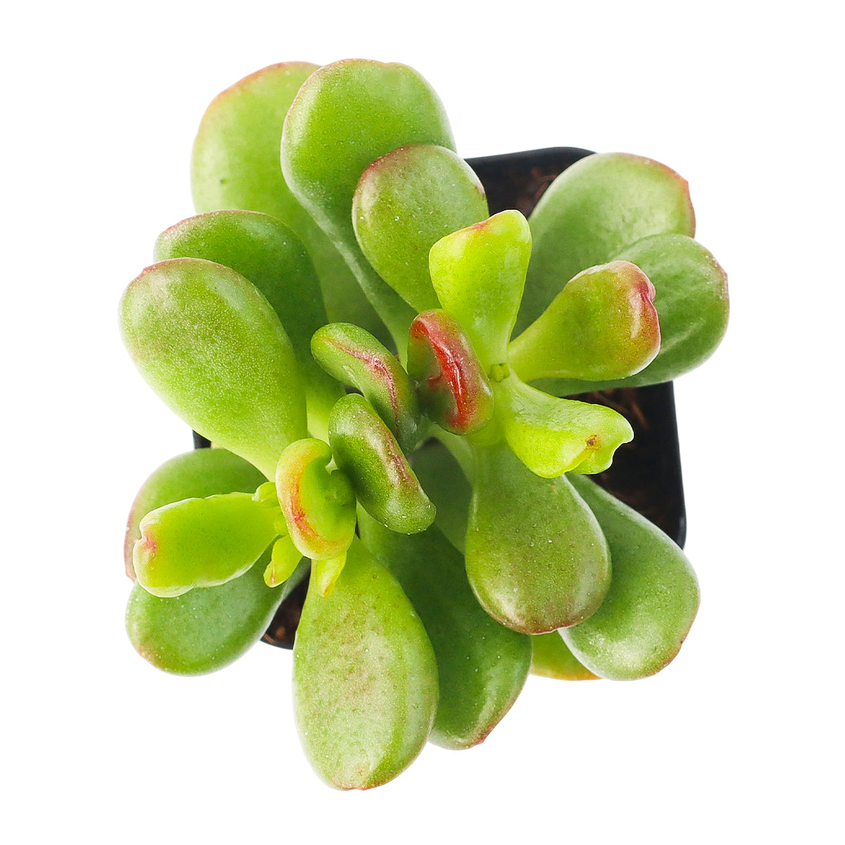 2 inch crassula ovata 'gandalf' jade live succulent for sale, slow-growing hybrid jade with finger-like green tubes opening into spoon-shaped cups, rich burgundy leaf tips develop with full sun exposure, tree-like form builds character over years, easy care and highly drought tolerant, elegant statement piece for minimalist desks and boho plant shelfies, unique and meaningful gift for beginners or collectors