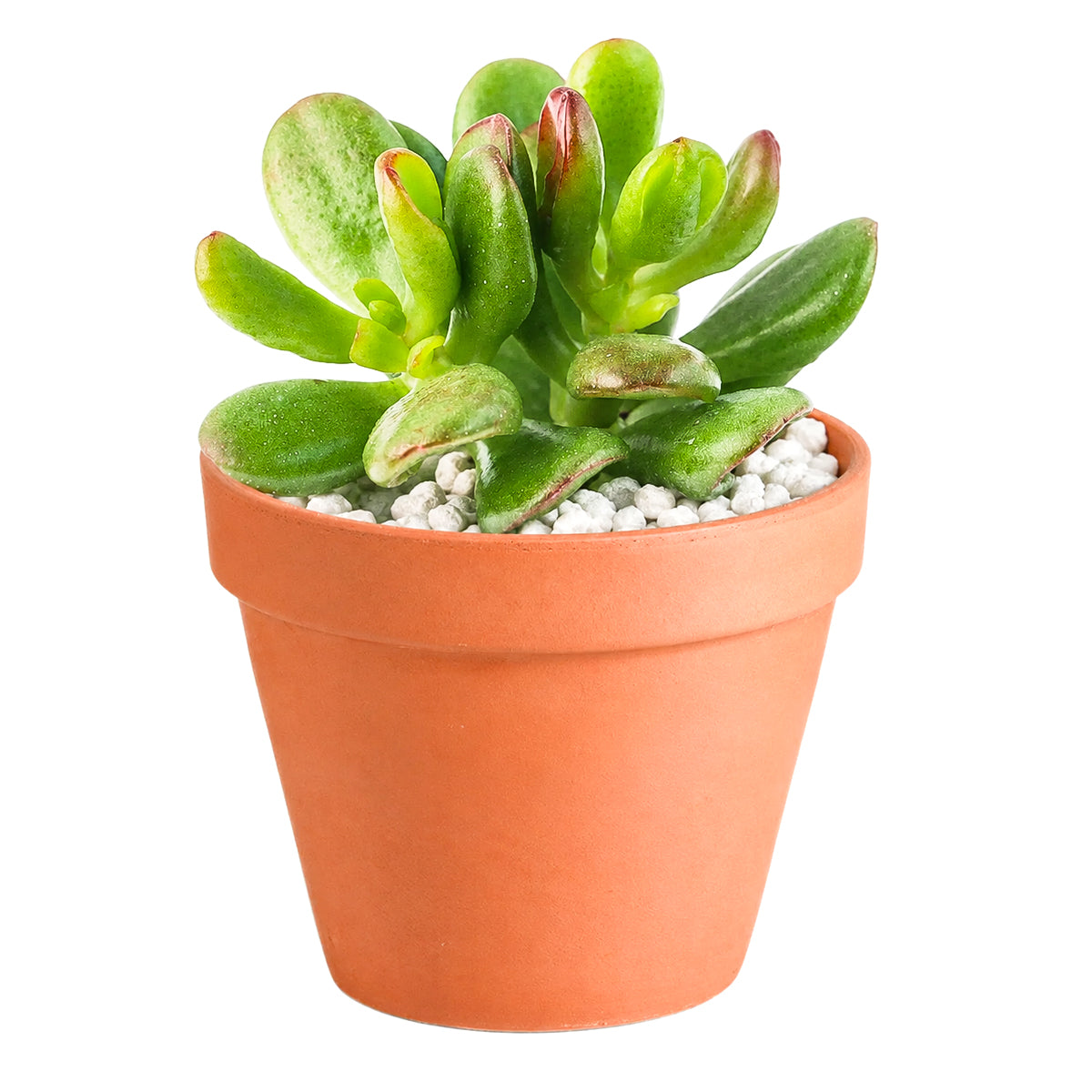 2 inch crassula ovata 'gandalf' jade live succulent for sale, slow-growing hybrid jade with finger-like green tubes opening into spoon-shaped cups, rich burgundy leaf tips develop with full sun exposure, tree-like form builds character over years, easy care and highly drought tolerant, elegant statement piece for minimalist desks and boho plant shelfies, unique and meaningful gift for beginners or collectors