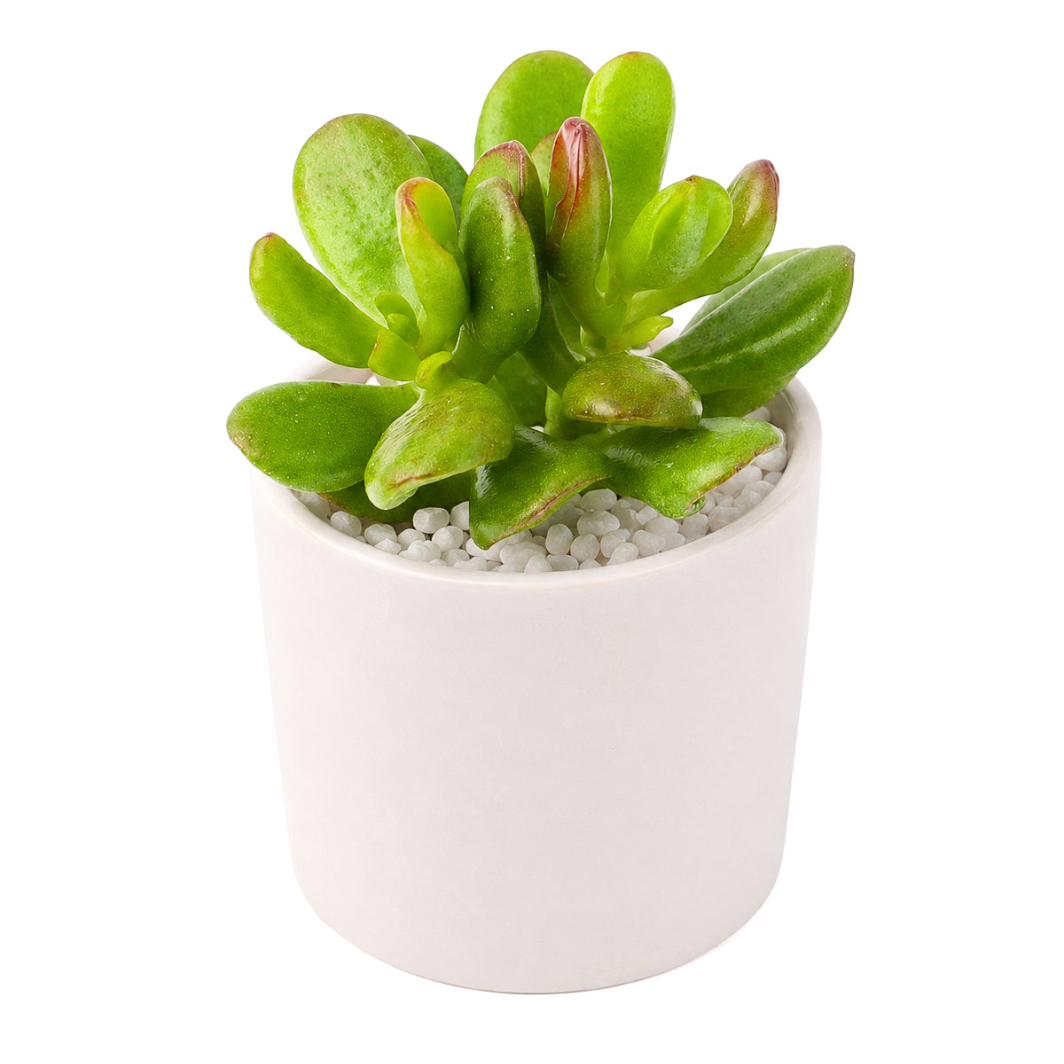 2 inch crassula ovata 'gandalf' jade live succulent for sale, slow-growing hybrid jade with finger-like green tubes opening into spoon-shaped cups, rich burgundy leaf tips develop with full sun exposure, tree-like form builds character over years, easy care and highly drought tolerant, elegant statement piece for minimalist desks and boho plant shelfies, unique and meaningful gift for beginners or collectors