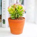 2 inch Crassula ovata 'Gandalf' Jade, green succulents, indoor succulents, succulent care guide, buy succulents online