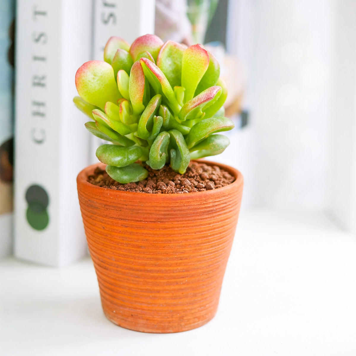 2 inch Crassula ovata 'Gandalf' Jade, green succulents, indoor succulents, succulent care guide, buy succulents online