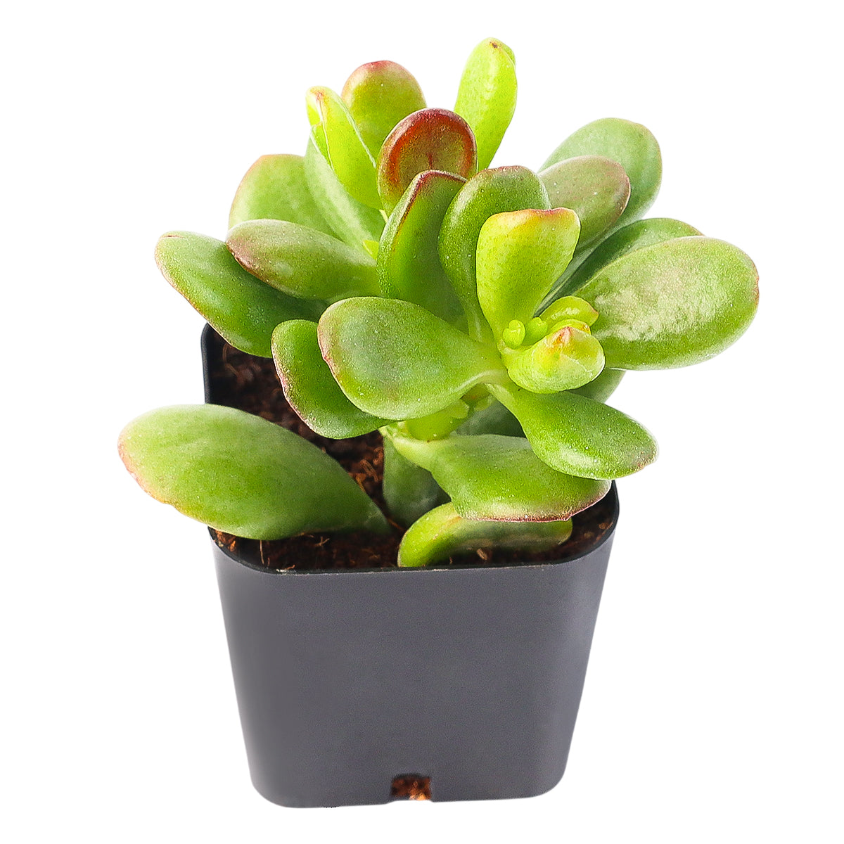 2 inch crassula ovata 'gandalf' jade live succulent for sale, slow-growing hybrid jade with finger-like green tubes opening into spoon-shaped cups, rich burgundy leaf tips develop with full sun exposure, tree-like form builds character over years, easy care and highly drought tolerant, elegant statement piece for minimalist desks and boho plant shelfies, unique and meaningful gift for beginners or collectors