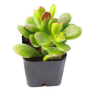 2 inch crassula ovata 'gandalf' jade live succulent for sale, slow-growing hybrid jade with finger-like green tubes opening into spoon-shaped cups, rich burgundy leaf tips develop with full sun exposure, tree-like form builds character over years, easy care and highly drought tolerant, elegant statement piece for minimalist desks and boho plant shelfies, unique and meaningful gift for beginners or collectors