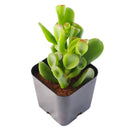 2 inch Crassula ovata 'Ogre Ears' Jade, green succulents, indoor succulents, succulent care guide, buy succulents online