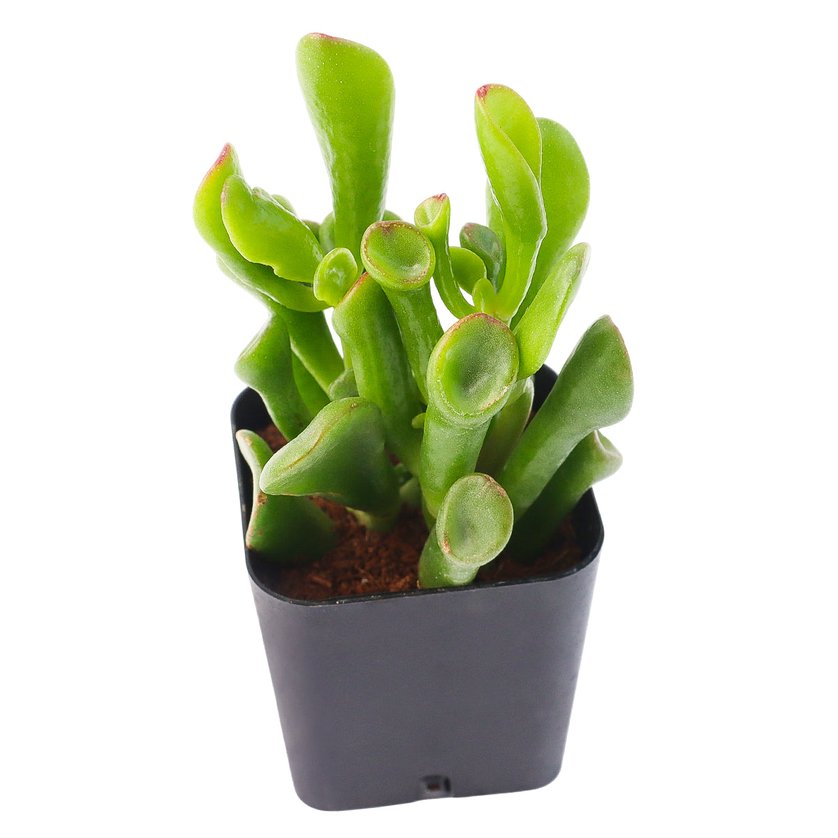 2 inch Crassula ovata 'Ogre Ears' Jade, green succulents, indoor succulents, succulent care guide, buy succulents online
