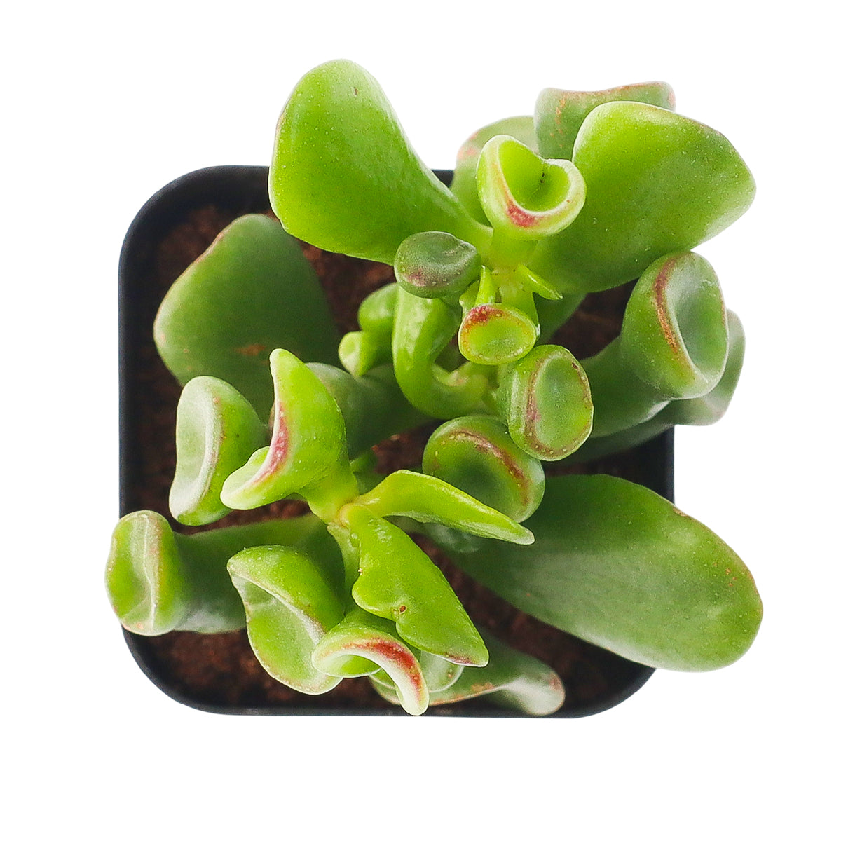 2 inch Crassula ovata 'Ogre Ears' Jade, green succulents, indoor succulents, succulent care guide, buy succulents online