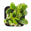 2 inch Crassula ovata 'Ogre Ears' Jade, green succulents, indoor succulents, succulent care guide, buy succulents online