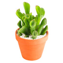 2 inch Crassula ovata 'Ogre Ears' Jade, green succulents, indoor succulents, succulent care guide, buy succulents online