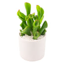 2 inch Crassula ovata 'Ogre Ears' Jade, green succulents, indoor succulents, succulent care guide, buy succulents online