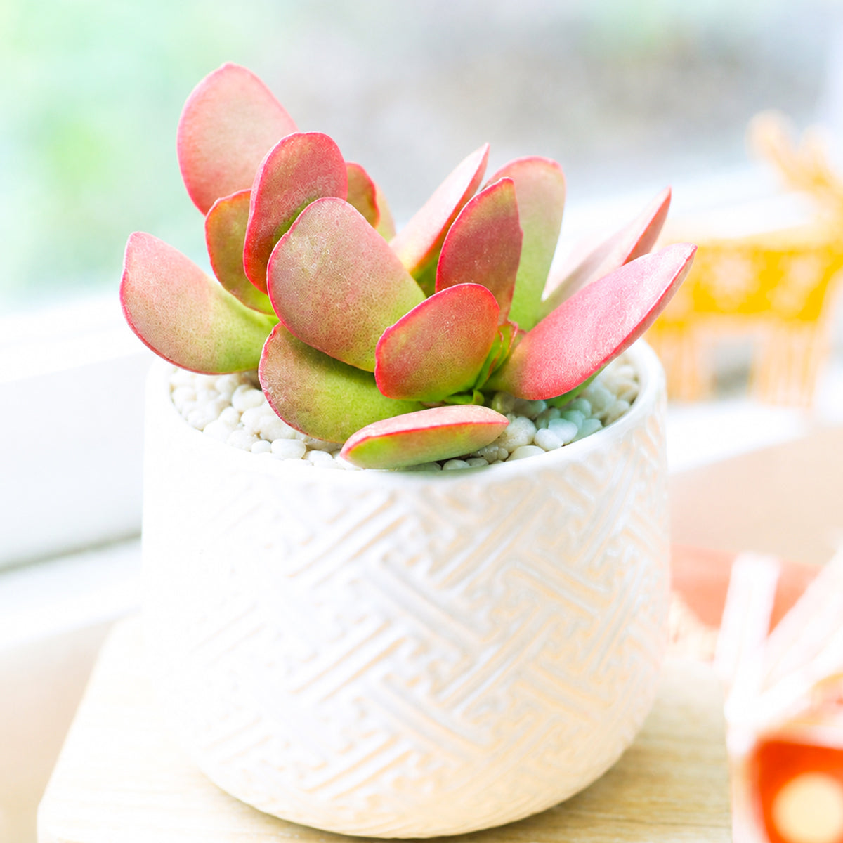 buy crassula pubescens ssp. radicans - large red carpet stonecrop live succulent 2 inch online, small fleshy oval leaves transitioning from deep green to vivid scarlet, spreading rosette-like cluster formation, architectural carpet aesthetic in any pot style, minimal watering requirements for busy plant owners, eye-catching colorful accent for indoor or outdoor displays, charming nature-inspired gift for home gardeners