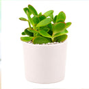 buy crassula pubescens ssp. radicans - large red carpet stonecrop live succulent 2 inch online, small fleshy oval leaves transitioning from deep green to vivid scarlet, spreading rosette-like cluster formation, architectural carpet aesthetic in any pot style, minimal watering requirements for busy plant owners, eye-catching colorful accent for indoor or outdoor displays, charming nature-inspired gift for home gardeners