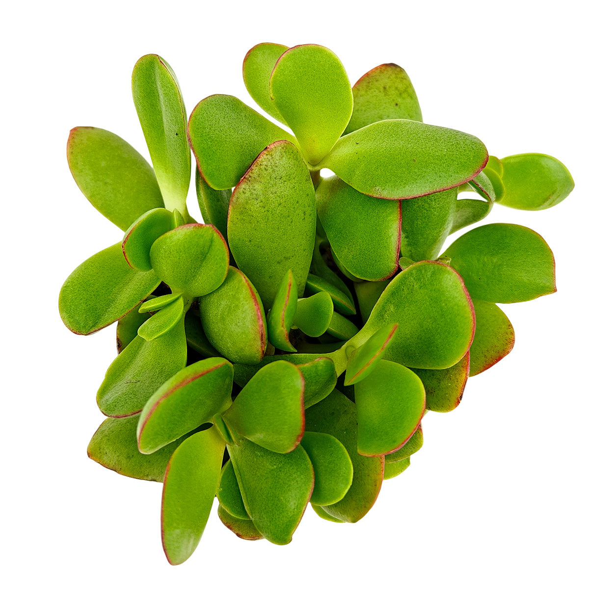 buy crassula pubescens ssp. radicans - large red carpet stonecrop live succulent 2 inch online, small fleshy oval leaves transitioning from deep green to vivid scarlet, spreading rosette-like cluster formation, architectural carpet aesthetic in any pot style, minimal watering requirements for busy plant owners, eye-catching colorful accent for indoor or outdoor displays, charming nature-inspired gift for home gardeners