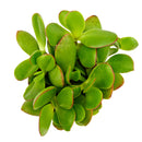 buy crassula pubescens ssp. radicans - large red carpet stonecrop live succulent 2 inch online, small fleshy oval leaves transitioning from deep green to vivid scarlet, spreading rosette-like cluster formation, architectural carpet aesthetic in any pot style, minimal watering requirements for busy plant owners, eye-catching colorful accent for indoor or outdoor displays, charming nature-inspired gift for home gardeners
